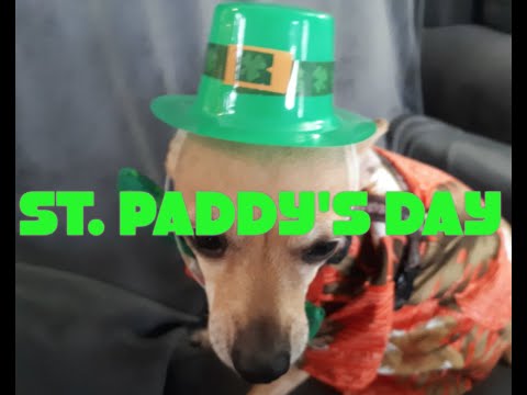 st,.paddy's-day-episode.-fuzzy-leprechaun-and-irish-guinness-stew