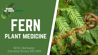 Fern, the stuff of fairy tales 🧚 magical, mysterious and ancient