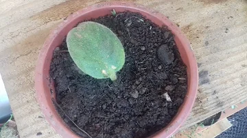Quanto tempo leva para uma folha de violeta brotar?