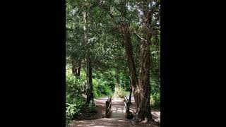 Holly Hill Woodland & Warsash Walk