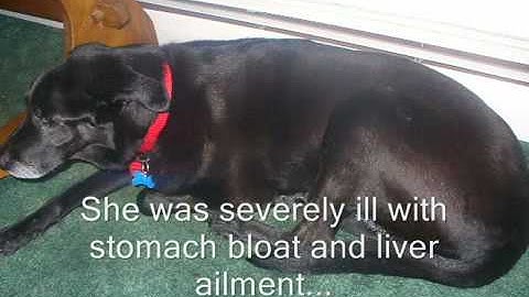 Eulogy for Black Labrador Pet Dog