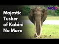 Bhogeshwara, Kabini&#39;s Iconic Elephant With Longest Tusks In Asia Dies At 70