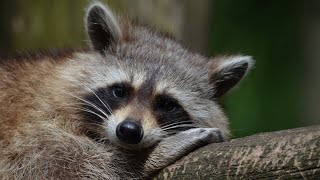 40 Cute Raccoon Names with Meanings & Ideas! 🦝💬 by 1minanimals 46 views 1 day ago 4 minutes, 18 seconds