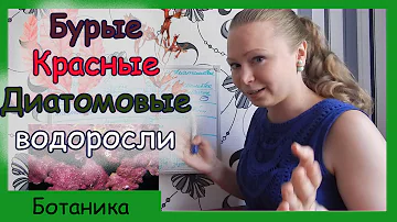 Бурые, красные, диатомовые водоросли.