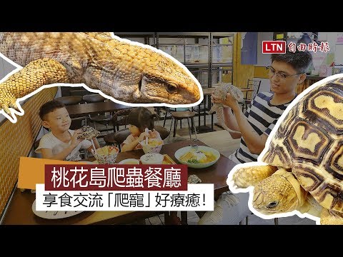 桃花島爬蟲餐廳  享食交流「爬寵」好療癒！