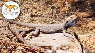 Bearded Dragon Basking Temperature Guide