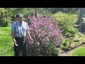 How to prune lilacs  to keep them healthy vigorous free flowering  well formed   