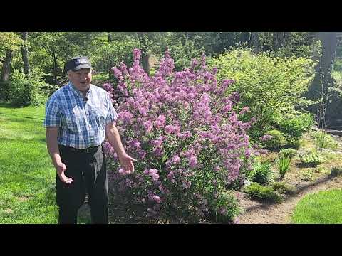 Video: Lilac Tree vs Lilac Bush - Ero lilapuiden ja syreenipensaiden välillä