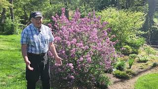How To Prune Lilacs // To Keep Them Healthy, Vigorous, Free Flowering & Well Formed   😉👏👍✂️💚