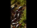 How Tiny Ants use Chemical Weapons to Enslave Colonies