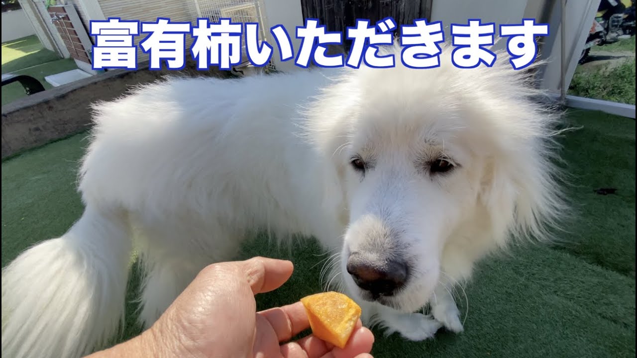 岐阜県産 富有柿を食べる? グレートピレニーズ