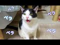 ご飯が早く欲しくて、ちょい怒りながらしゃべる猫。