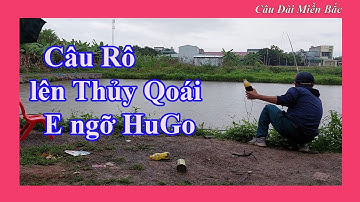 Câu Rô Phi Dính Ngay Thủy Quái Pha Bẻ Lái Cực Gắt | Câu Đài Miền Bắc
