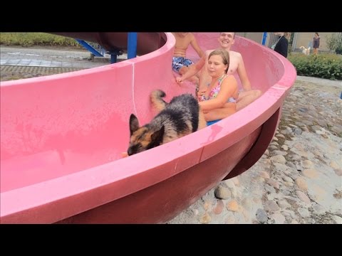 Video: Watter Hond Is Die Beste?
