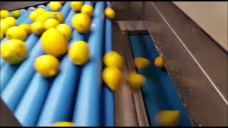 Famous Raynbow: optical sorting machine for lemons | RAYTEC VISION SpA Net Worth