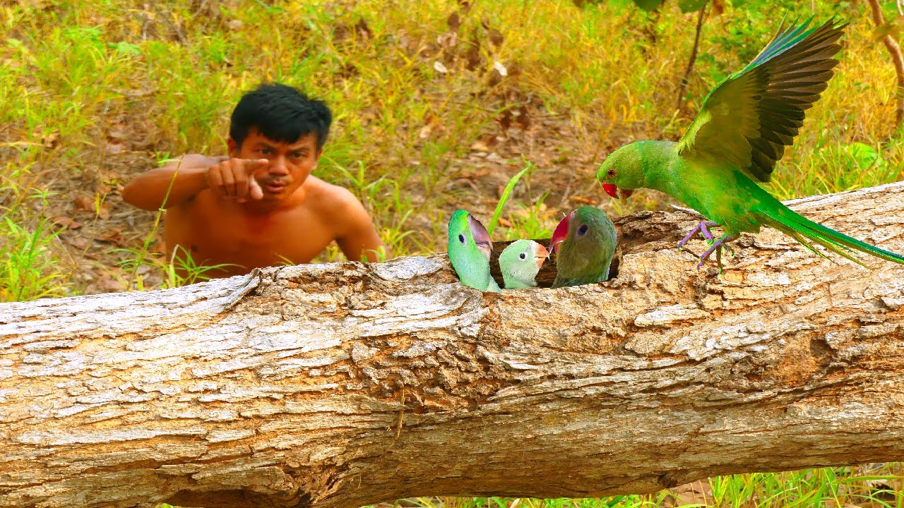 Catch a parrot in a tree