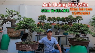 Giảm 10% ~ 20% nhiều tác phẩm Bonsai rẻ đẹp tại vườn Anh Hoàng ở Hóc Môn TP.HCM bán trưa 15/05/2021