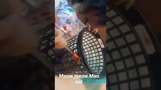 kimi noriko meow cat