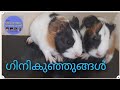 gini pig babys #ഗിനികുഞ്ഞുങ്ങൾ#cute pets