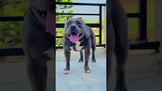 Pitbull dog