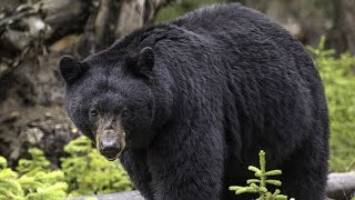 Missouri Could Allow Bear Hunting to Control Population