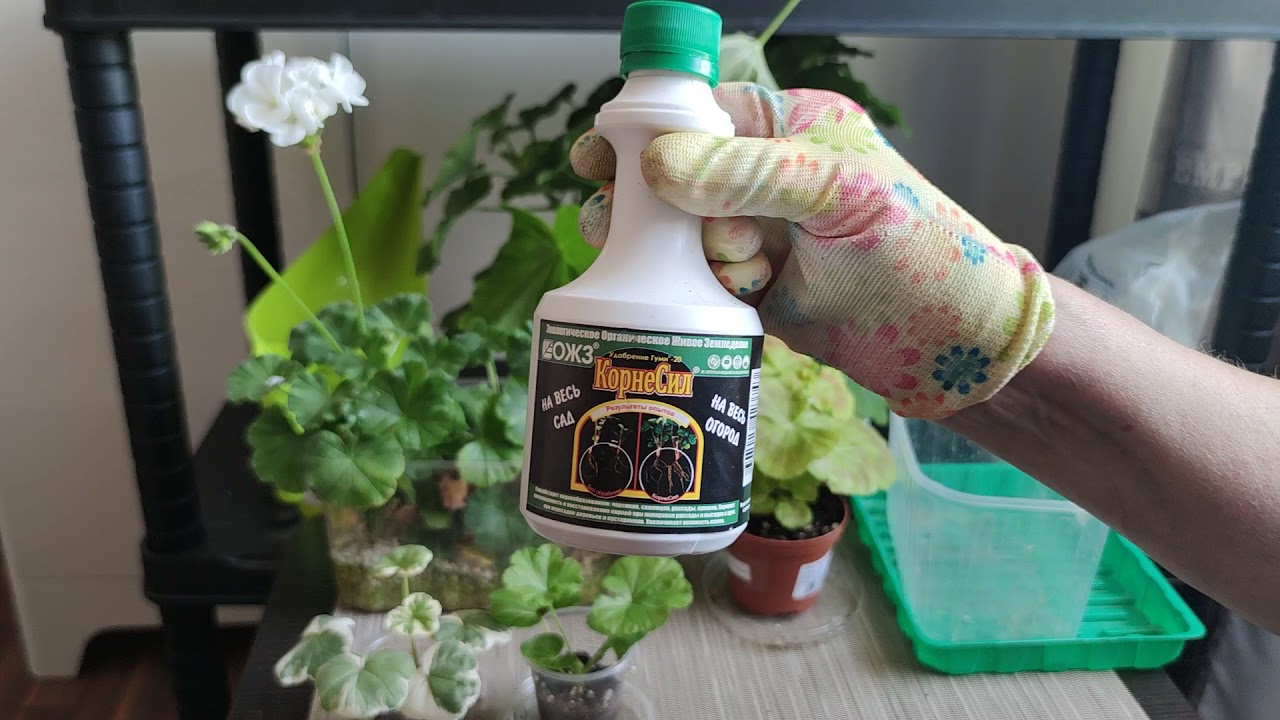 Почему гибнут черенки пеларгоний, черенкование в перлите