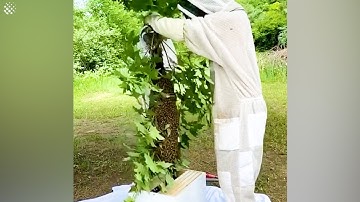 Moving a SWARM of bees into their new hive | Beekeeping 101