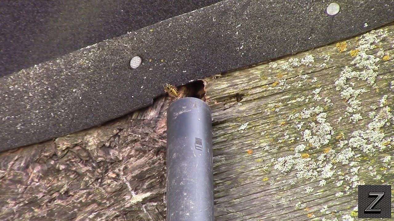 Getting Rid Of Bees With A shop Vac YouTube