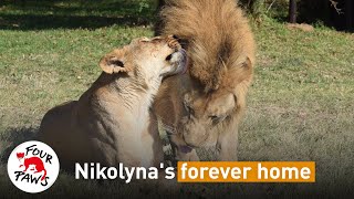 Rescued lion cubs find love - and a home - in Africa