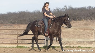 Wise Acer - jog, lope, stop, turns! - ValleyViewRanch.net