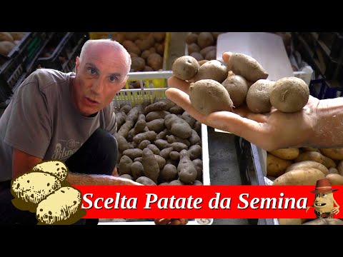 Video: Come Scegliere Le Patate