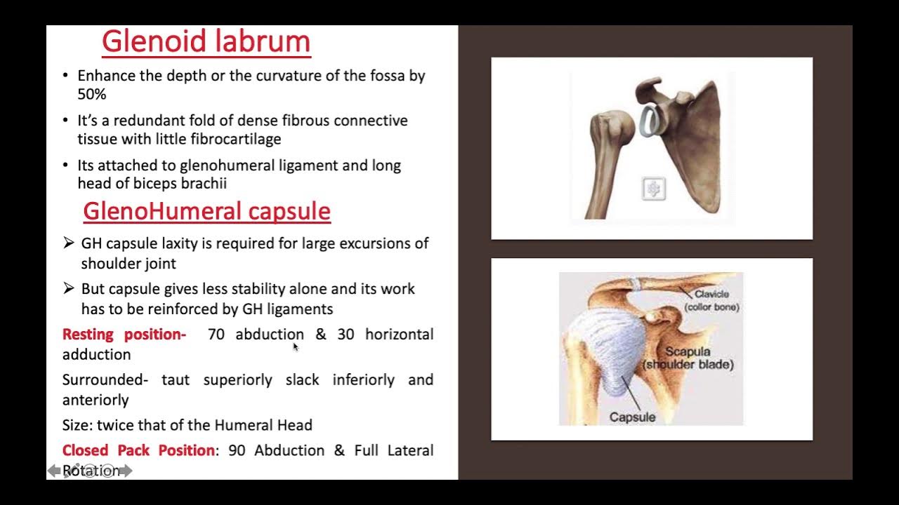 Biomechanics of Shoulder joint ppt YouTube