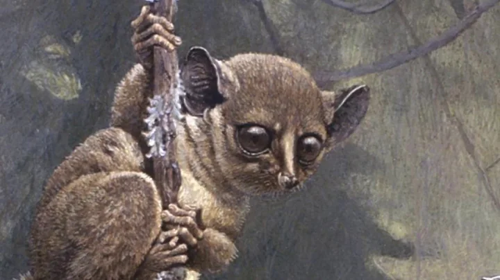 Ask Robert: Demidov's Galago (Bushbaby and Beetle)