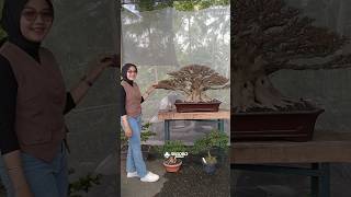 Rp. 300 Jt Kimeng Kelas Bintang Di Pamnas Banjarnegara