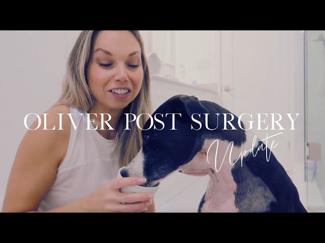 OLIVER AFTER SURGERY UPDATE | DOG THYROID TUMOUR REMOVED