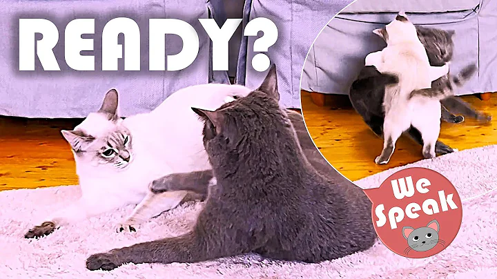 Video 7738451: tabby cat breed, tabby colour, blue tabby, cat breed thai, cat kitten playing, cat born, kitten playing chase