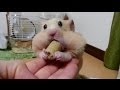 【ハムスター】やばい!目が飛び出る!?おもしろ可愛い癒しFunny hamster with a distinctive eye