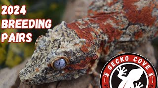 2024 Gargoyle Gecko Breeding Plans