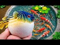 Amazing Fishing! Found Betta Fish, Catfish & Beautiful Guppies