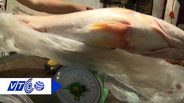 Bắt cá sủ vàng ‘tiền tỷ’ 3,5kg ở Vĩnh Long | VTC