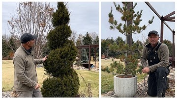 Growing Unique Trees In Containers And How To Overwinter