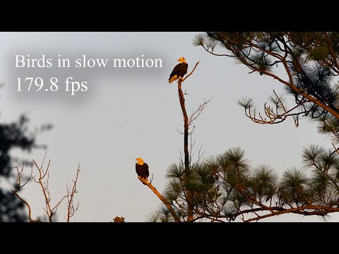 Birds in slow motion 179.8 fps