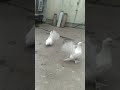 Fantail pegions
