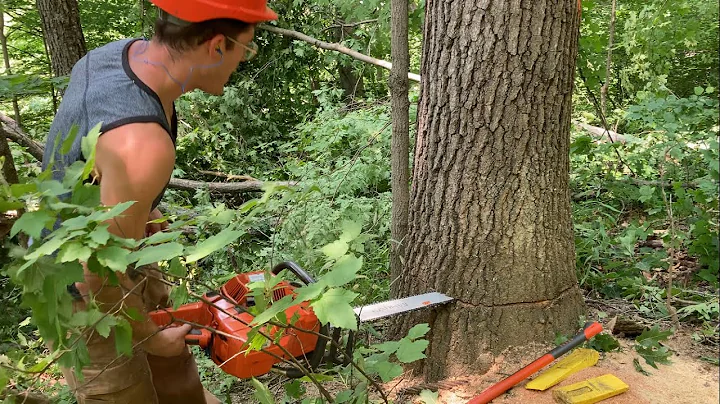 On No!! Pinched Chainsaw Bar!!