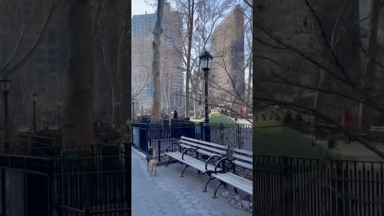 Jemmy’s Dog Run in Madison Square Park! 