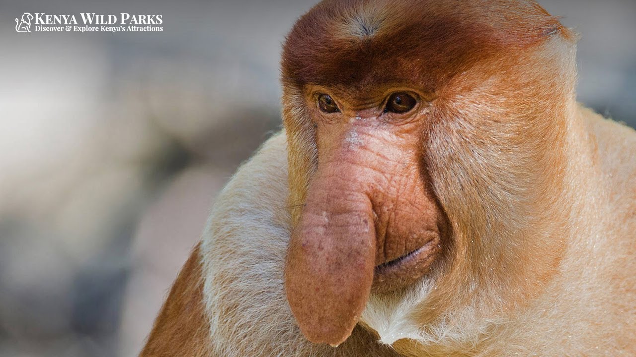 Топ-5 животных с большими носами!