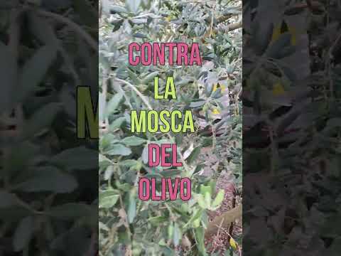 🦟❌ MOSCA del