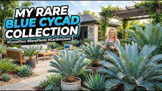 My Rare Blue Encephalartos Collection Tour | Exotic Cycad Garden My Rare Blue Encephalartos Collection Tour | Exotic Cycad Garden