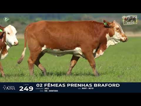 LOTE 249   TAT M097, M319 F Braford