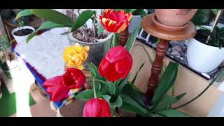 #ОБЗОР комнатных ЦВЕТОВ 🌺Что сегодня ЦВЕТЁТ? #комнатные_цветы
